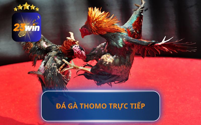 GIỚI THIỆU ĐÁ GÀ THOMO TRỰC TIẾP TẠI 23WIN